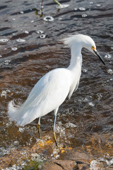 Egret in Brazos Bend State Park