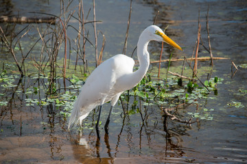 Egret in Brazos Bend State Park