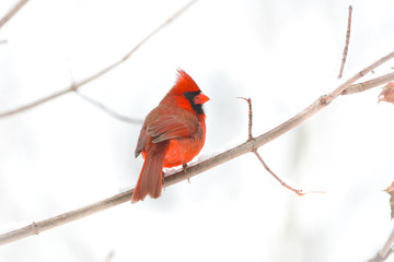 Snowy Cardinal