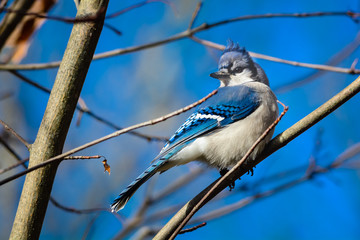 Bluejay