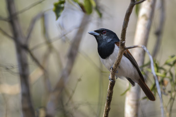 Rufous Vanga - Schetba rufa, beautiful colorful endemic bird from Madagascar forest.