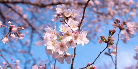 Obraz premium Cherry blossoms against blue sky with copyspace