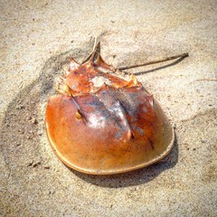 Single horseshoe crab on beach