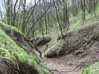 beginning of a ravine