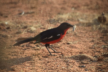 L'oiseau chasseur