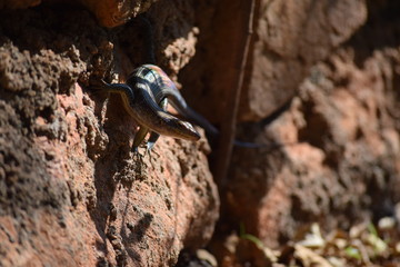 Lézard à queue orange