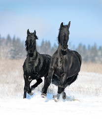 two friesian horses runs free in winter