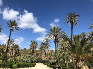 Obraz na płótnie Canvas Piazza del Parlamento a Palermo con palme e cielo blu, Sicilia