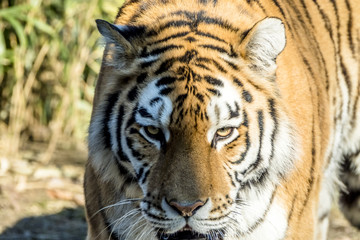 Close-up of Siberian Tiger