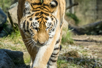 Close-up of Siberian Tiger