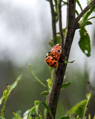 Ladybug Love!
