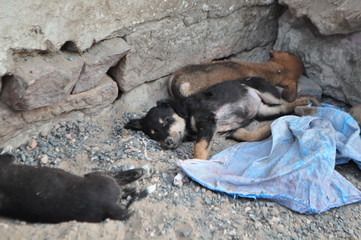 Schlafende Hunde auf der Straße