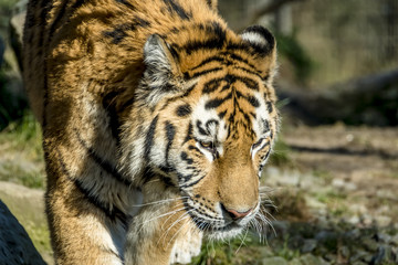 Fototapeta na wymiar Close-up of Siberian Tiger