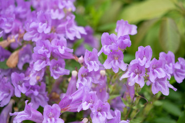 Fototapeta na wymiar Lila Blüten: wilde Orchideen - Blumengruss 