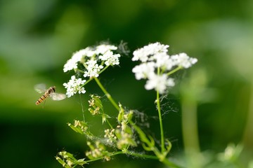 A hoverfly flying towards  a flower, on a blurred green background