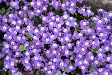 Obraz na płótnie Canvas Blütenteppich / Blumenteppich lila