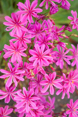 Obraz na płótnie Canvas Blütenteppich / Blumenteppich pink