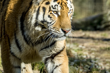 Close-up of Siberian Tiger