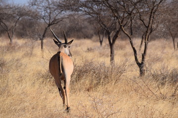 La fuite de l'éland