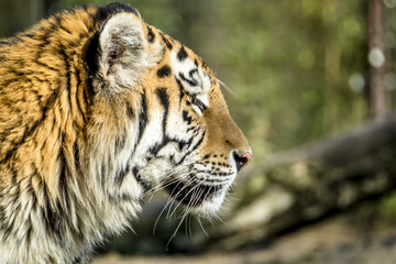 Close-up of Siberian Tiger