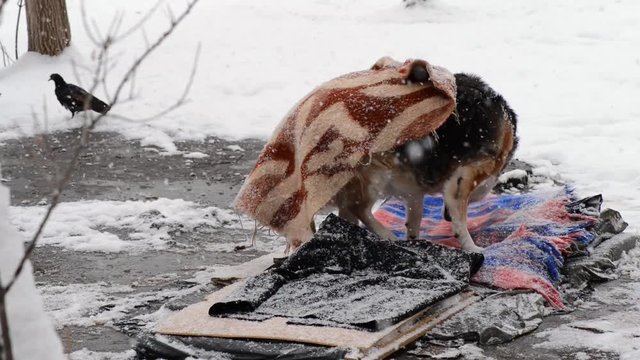 A homeless dog lies on the snow under a blanket. Care of homeless animals.