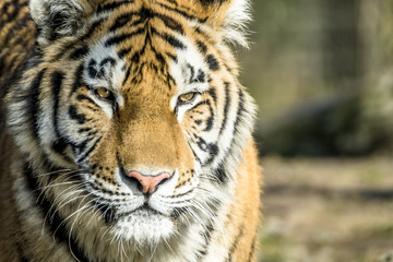 Close-up of Siberian Tiger