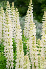 Staudenlupinen (Lupinus polyphyllus) - weiß
