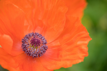 Roter Mohn / Detail