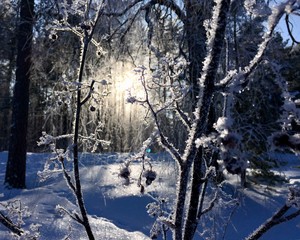 Fototapeta premium Frozen branches in the sunlight 