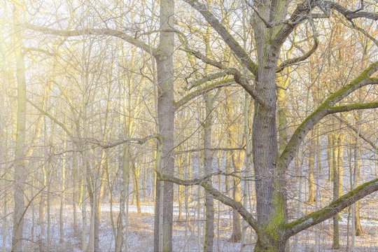 Kalf Images Browse 50 Stock Photos, Vectors, and Video Adobe Stock