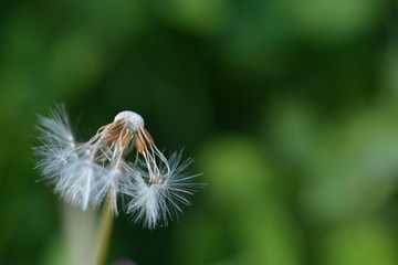 Dandelion