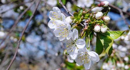 Spring flowers. Beautifully blossoming tree branch. Wide photo.