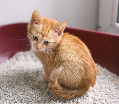 Red Kitten In Cat Litter Having Toilet Close Up Photo