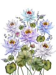 Beautiful colorful lotus flowers with leaves and bellflowers on white background. Floral illustration. Isolated. Watercolor painting.