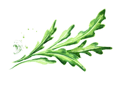 Rucola. Watercolor hand drawn illustration, isolated on white background