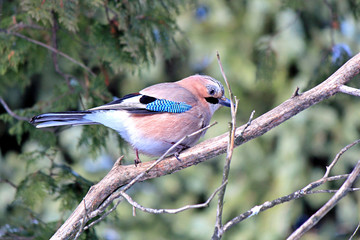 the jay resting on a branch