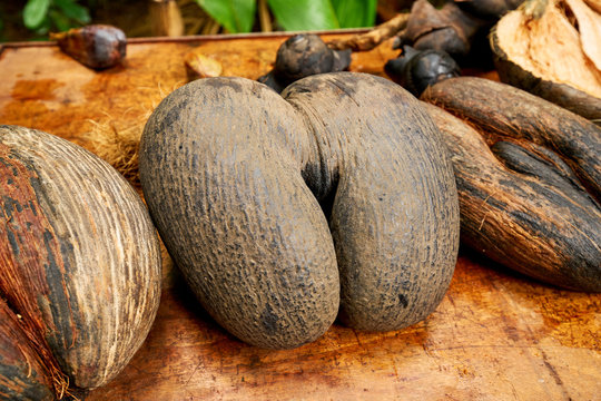 Double nut Coco de mer. Vallee de Mai Nature Reserve in Praslin. Seychelles.
