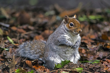 Curious Squirrel