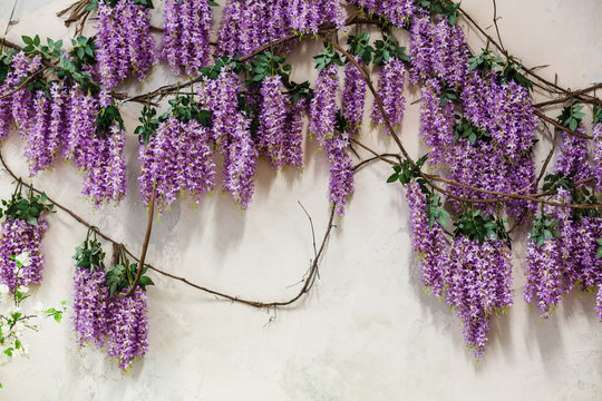 Cascading purple wisteria blossoms