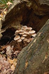 Hypholoma capnoides
