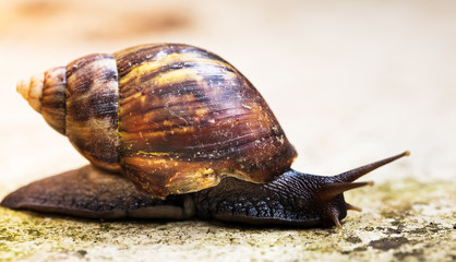 Caracol close up.
