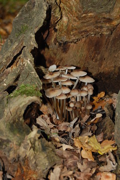 Hypholoma capnoides