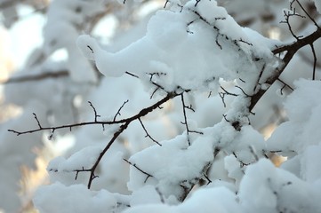 snow-covered tree branches