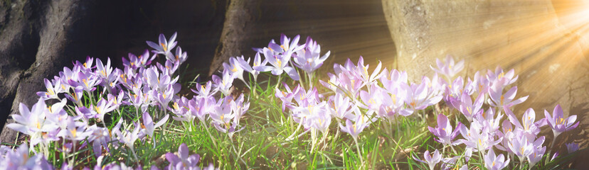 Wiese mit zarten Blumen im Frühling