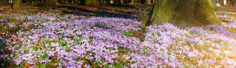 Naklejka premium Wiese mit zarten Blumen im Frühling