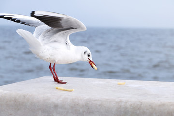seagulls over the sea