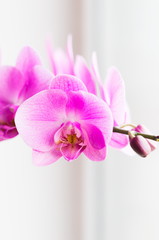 Flowers. Pink orchids. White background
