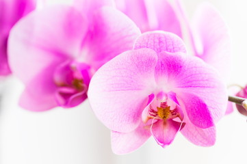Naklejka na ściany i meble Flowers. Pink orchids. White background