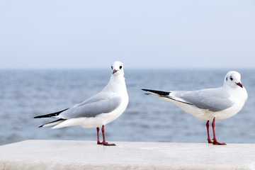 seagulls over the sea