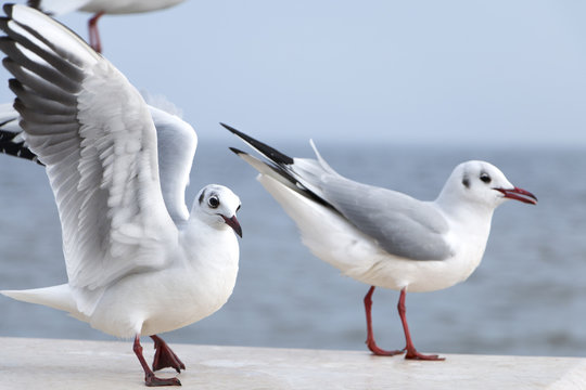 seagulls over the sea